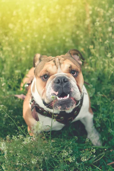 Śmiesznie uśmiechnięty angielski buldog. Cute młody angielski buldog gry — Zdjęcie stockowe