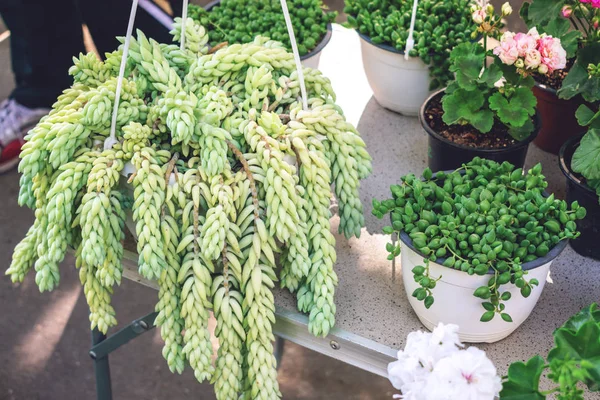 Sedum morganianum (lamb's tail, burro's tail, horses tail) in wh — Stock Photo, Image