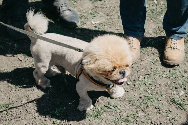 Hund in der Sommerhitze. niedlich und lustig braune Pflege Pekingese — Stockfoto