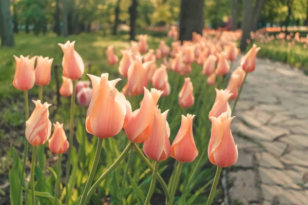 Flower bed pink tulips with sunlight in public park. Colorful tu