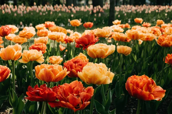 Sun Lover Tulipa variedade. Grande, tulipas laranja amarelo ensolarado com lo — Fotografia de Stock
