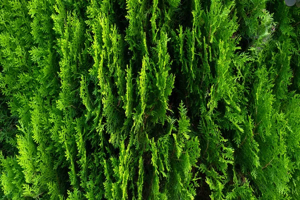 Detailní záběr zelených listů stromů Thuja. Green Thuja occidentalis — Stock fotografie