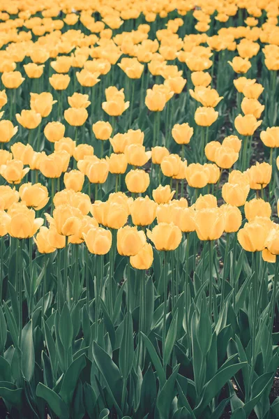 Tulipes jaunes fond vertical. Des tulipes colorées dans la fleur — Photo