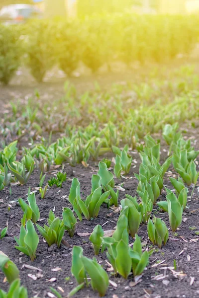 Hogyan növesszünk tulipánt. Korai tulipánhajtások a parkban a napon — Stock Fotó