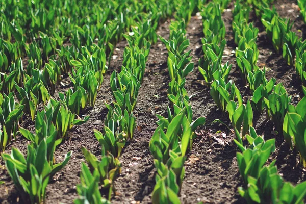 Come far crescere i tulipani. Germogli precoci di tulipani in fila nel parco — Foto Stock