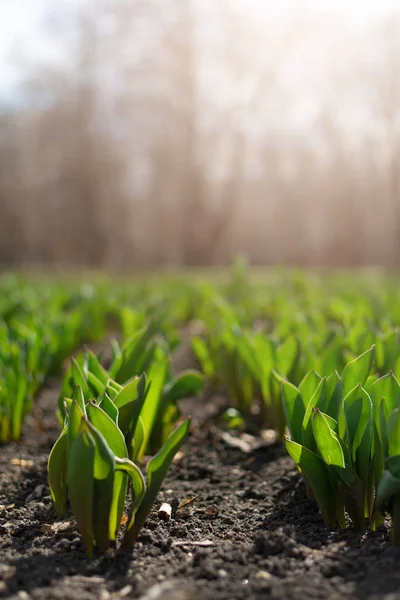 Hogyan növesszünk tulipánt. Korai tulipánhajtások a parkban a napon — Stock Fotó