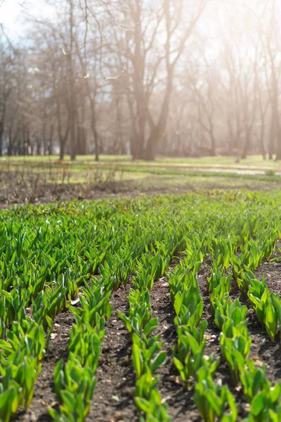 Hogyan növesszünk tulipánt. Korai tulipánhajtások a parkban a napon — Stock Fotó