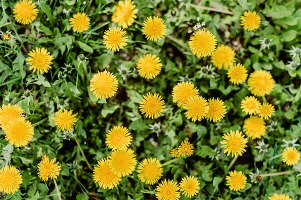 Heldere zomer horizontale achtergrond, banner. Paardenbloemen met su — Stockfoto