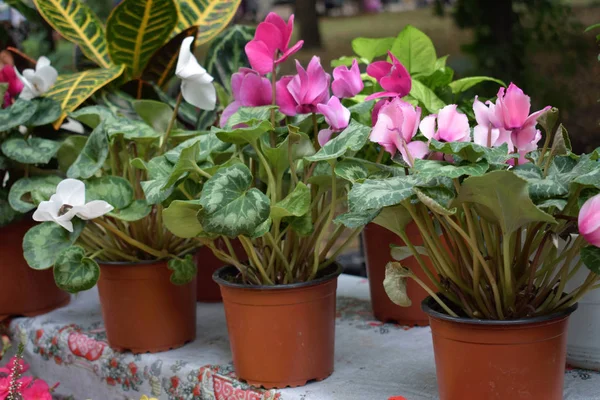 Mercado de flor de rua, loja com várias flores em potes. Rosa um — Fotografia de Stock