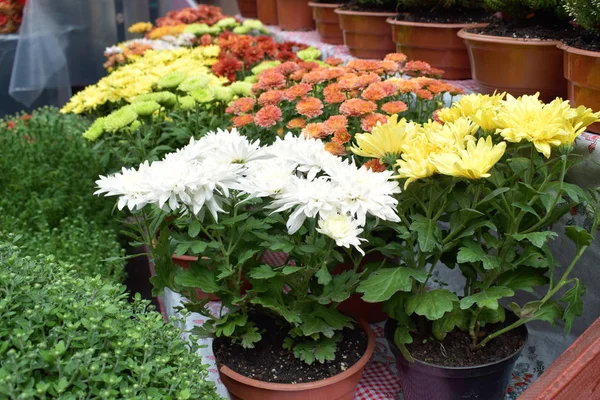 Mercado de flor de rua, loja com várias flores em potes. Multico — Fotografia de Stock