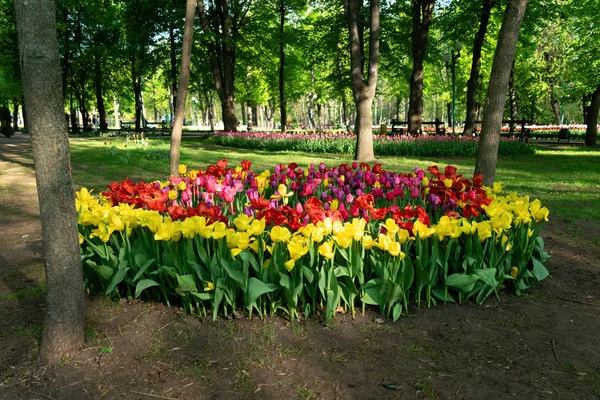 Tulipani colorati nel giardino fiorito. Fiori tulipano multicolore — Foto Stock