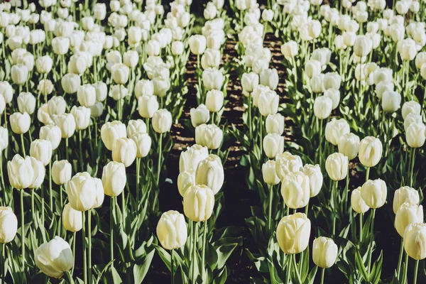 White tulips flowerbed. Beautiful field of white tulips. White t