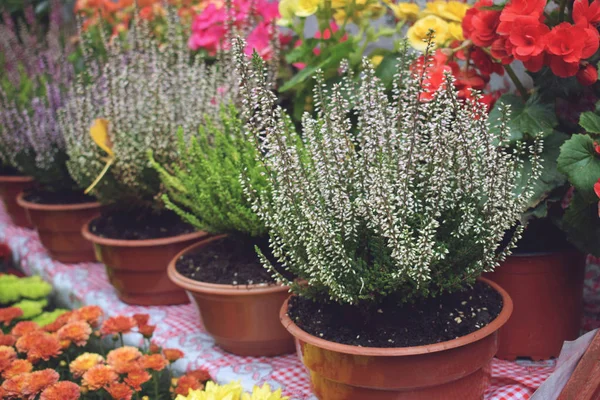 Mercado de flor de rua, loja com várias flores em potes. Multico — Fotografia de Stock