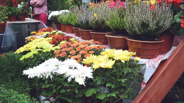 Mercado de flor de rua, loja com várias flores em potes. Multico — Fotografia de Stock