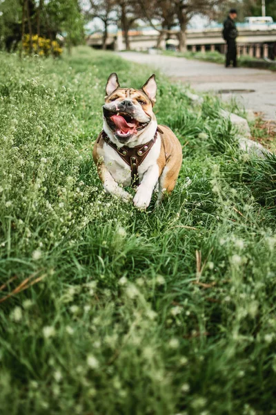 Hunde laufen an sonnigen Sommertagen im Freien. lustig lächelnd englisch — Stockfoto