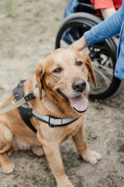 Canis Dog Therapy. Labrador dog and disabled children on green g