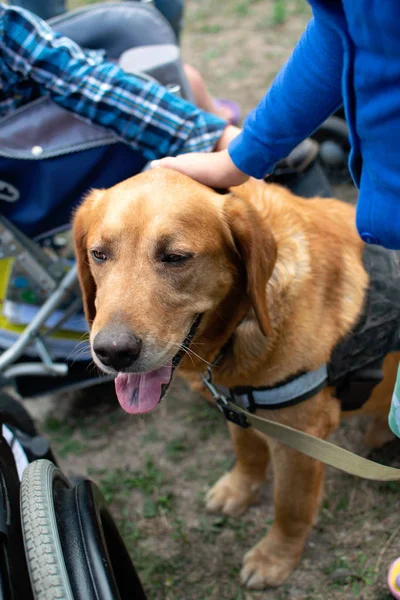 Canis Dog Therapy. Labrador dog and disabled children on green g