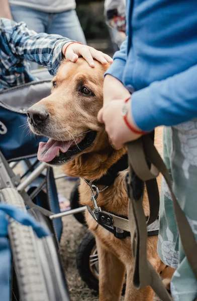 Canis Dog Therapy. Labrador dog and disabled children on green g