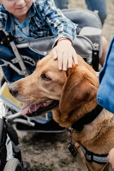 Canis Dog Therapy. Labrador dog and disabled children on green g — Stock Photo, Image