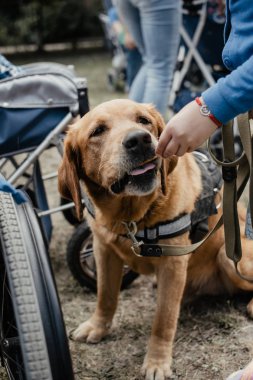Canis Köpek Terapisi. Labrador köpeği ve engelli çocuklar yeşil G 'de.