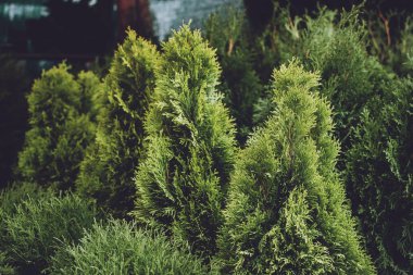 Noel ağacı dükkanı. Noel ağaçları satılık çömleklerde ladin yaparlar. Va