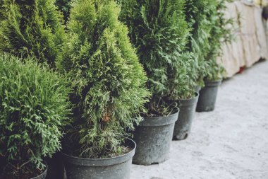 Noel ağacı dükkanı. Noel ağaçları satılık çömleklerde ladin yaparlar. Va