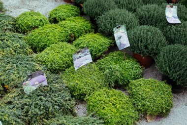 Thymus Serpilllum, Breckland vahşi ya da çiçek pazarında elf kekik