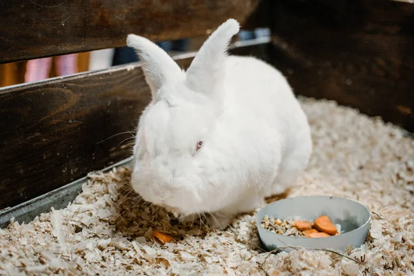 Coelho branco com olhos vermelhos a comer cenoura. Criação de coelhos. Como t — Fotografia de Stock