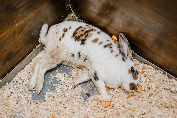 Hasta tavşan kafesinde yatıyor. Bunny rahatsız. Tavşan yetiştiriciliği. rab — Stok fotoğraf