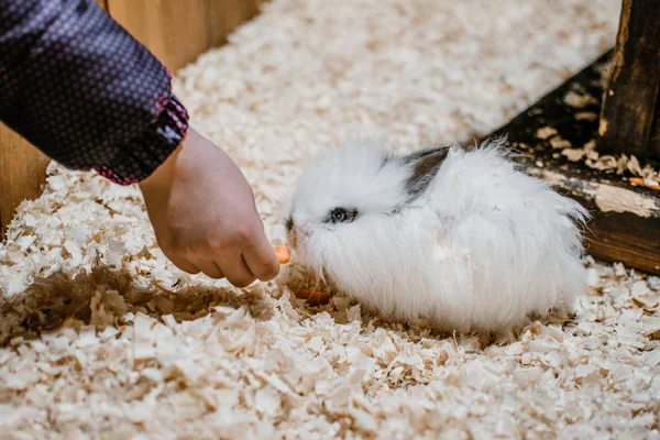Havuç yiyen şirin Beyaz Aslan Kafa tavşanı. Tavşan yetiştiriciliği. Nasıl? — Stok fotoğraf
