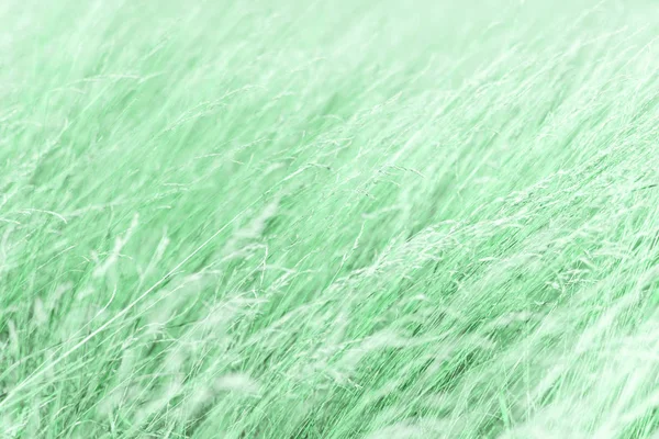 ネオミントの植物の背景。カラートレンド2020 。アブストラクトハーブミント — ストック写真