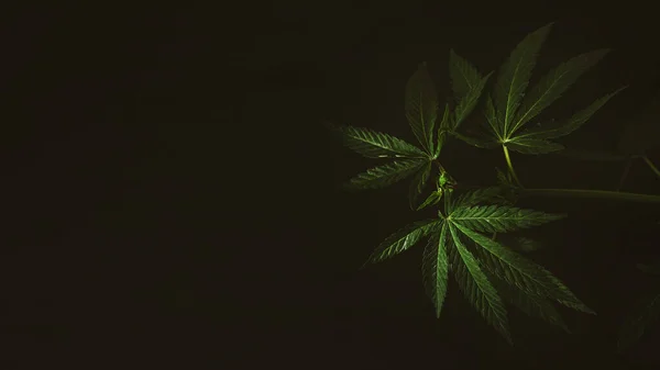 Marijuana Lascia Banner Web Cannabis Sfondo Scuro Texture Marijuana Piante — Foto Stock