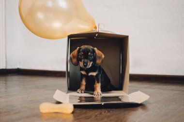 İçinde hediye kutusu olan şirin bir dachshund köpeği. Küçük köpek bir karton kutuda doğum günü hediyesi olarak oturuyor..