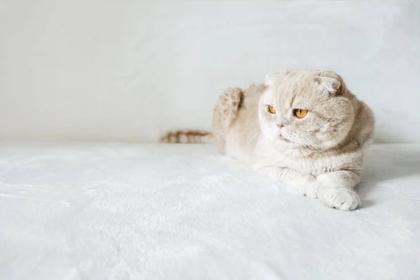 Crème Schotse Vouw Kat Met Oranje Ogen Witte Zachte Bank — Stockfoto