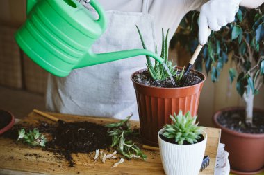 Ev bahçesi. Ev bitkisi ortak yaşamı. Lezzetli ve sulu bir reçel nasıl nakledilir? Kadın bahçıvanlar el nakli kaktüsleri ve aromalı saksılarda sulu şeyler yapıyorlar.