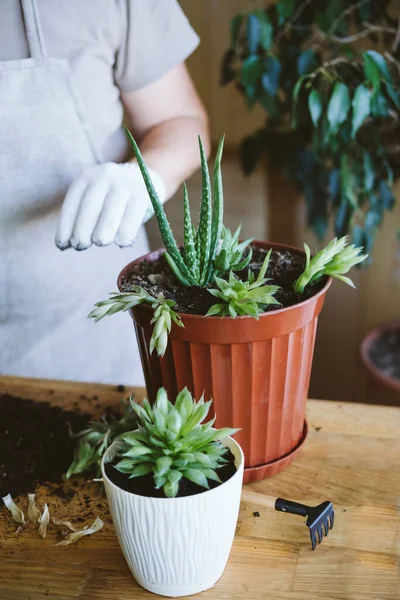 Jardín Casero Simbiosis Plantas Domésticas Cómo Trasplantar Repot Una Suculenta —  Fotos de Stock