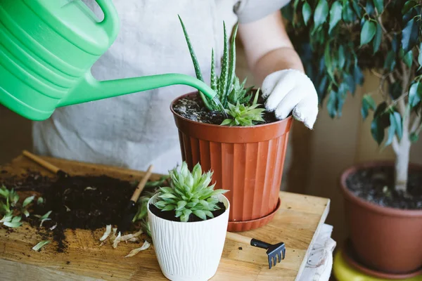 Thuis Tuin Woonachtige Symbiose Hoe Transplantatie Repot Een Succulent Vermeerderende — Stockfoto