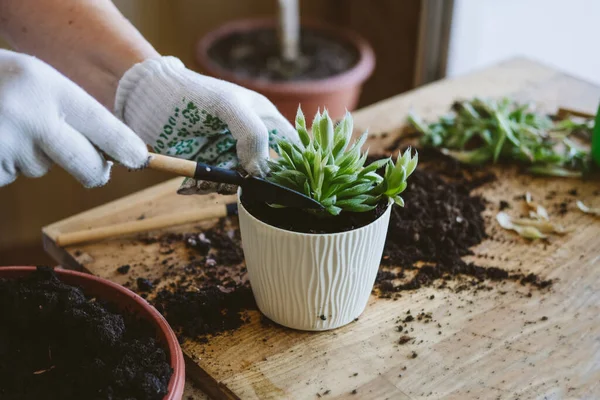 Hausgarten Wie Man Eine Sukkulente Die Sukkulenten Vermehrt Umtopft Gärtnerinnen Stockbild