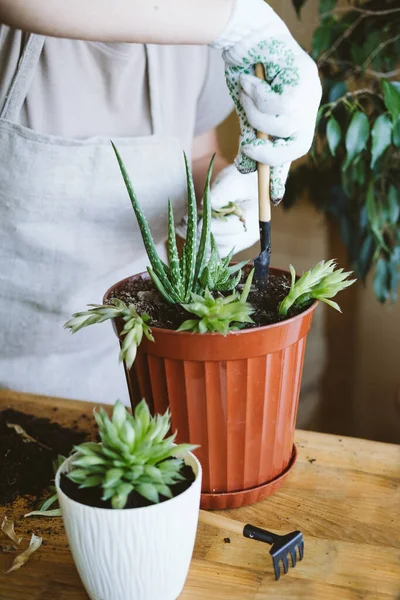 Hausgarten Zimmerpflanzensymbiose Wie Man Eine Sukkulente Die Sukkulenten Vermehrt Umtopft — Stockfoto