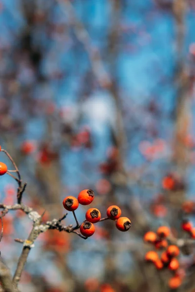 Vertikal höst natur bakgrund med bär och blad. Hösten bakgrund med naturliga element, Vertikalt foto. Selektiv inriktning — Stockfoto