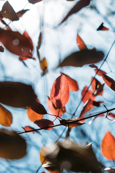 Vertikal höst natur bakgrund med bär och blad. Hösten bakgrund med naturliga element, Vertikalt foto. Selektiv inriktning — Stockfoto