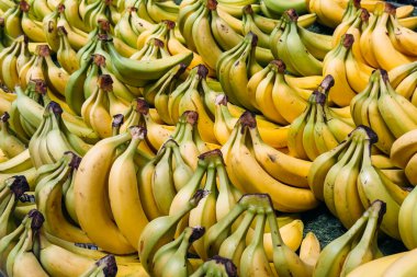 Ticari bir pazarda sıra sıra dizilmiş olgunlaşmış ve yarı olgunlaşmış muz kümeleri. Tropik meyve tedarik zinciri, küresel ticaret, uluslararası üretim ithalatı, gıda milleri. Yüksek kalite fotoğraf