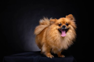 Güzel Pomeranian köpek kameraya siyah arka plan üzerine görünüyor. Kara kutu üzerinde duran sevimli köpek. Sevimli köpek güzel kumral veya kahverengi kürk vardır. Masum görünüyor ve zarif. O dilini