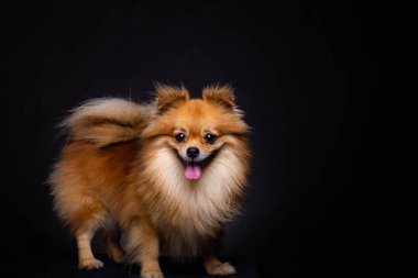 Güzel Pomeranian köpek biri siyah arka plan üzerine görünüyor. Sevimli köpek çok güzel görünüyor. Sevimli köpek güzel kumral veya kahverengi kürk vardır. Masumiyet, muhteşem görünüyor. O dilini