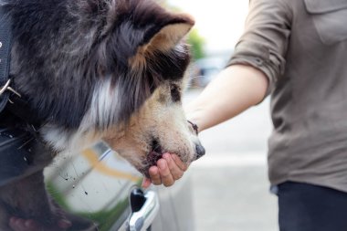 Araba ile seyahat etmeden önce bazı yemek veya aperatif yemek şirin Sibirya husky köpek. Sahibi gıda güzel büyük köpeğe el kullanarak besleniyor. Sevimli köpek aç gözüküyor. Arabada duruyor
