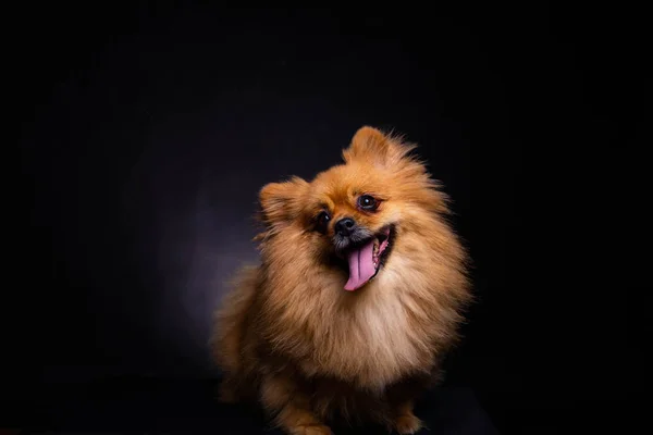 Lovely Pomeranian dog looks at owner with smile face on black background. Dog looks cute. Charming doggy has beautiful brown hair or brown fur. It looks innocence, magnificent. It sticking out tongue