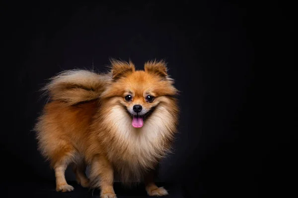 Lovely Pomeranian dog looks at someone on black background. Cute dog looks adorable. Charming doggy has beautiful brown hair or brown fur. It looks innocence, magnificent. It sticking out tongue