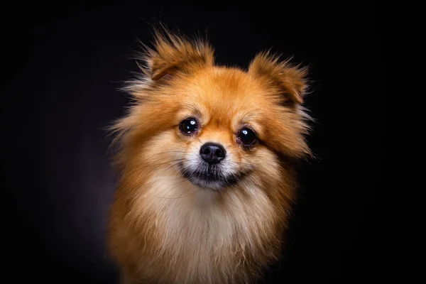 Lovely Pomeranian dog looks at camera on black background. Little dog looks so cute. Charming doggy has beautiful brown hair or brown fur. It looks innocent. It has good health and look adorable
