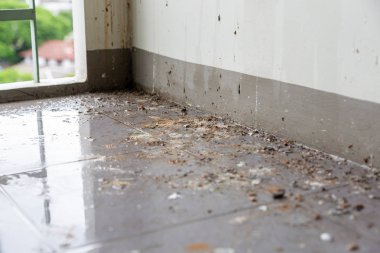 Kuşlar veya güvercinler ev sahibi uzun süre evde değilken poops bir sürü bırakarak zemin ve duvar kirli olun. Bu patojenler ve bazı kişi rock Dove gelen kripokosis alabilirsiniz