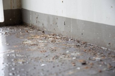 Kuşlar veya güvercinler ev sahibi uzun süre evde değilken poops bir sürü bırakarak zemin ve duvar kirli olun. Bu patojenler ve bazı kişi rock Dove gelen kripokosis alabilirsiniz